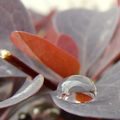 Une perle d'eau....après la pluie!