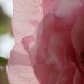 Des tartes à la crème pour des jeunes filles en fleur