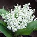 1er mai : Pourquoi offre-t-on du muguet ce jour