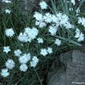 Oeillet de Montpellier (Dianthus hyssopifolius) 