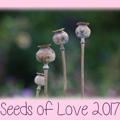 SEEDS OF LOVE 2017 (n°86)