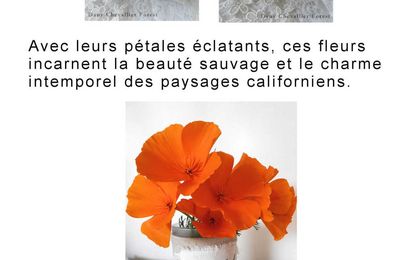Pavots de Californie