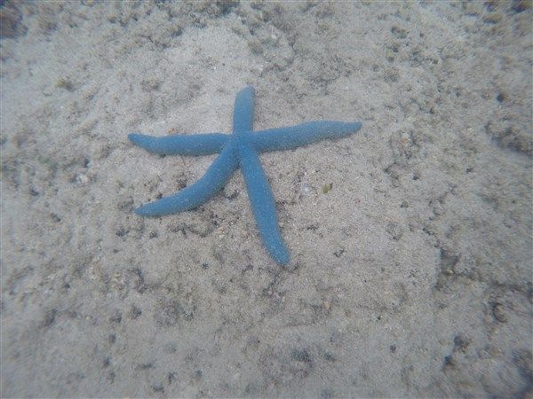 Voyage en Sulawesi - petite présentation de ce bel archipel