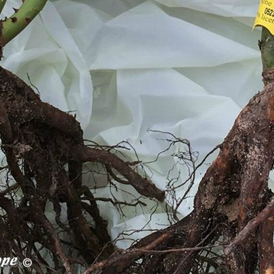 Méthode de plantation des rosiers à racines nues