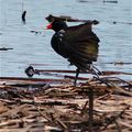 Gallinule poule-d'eau