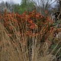 Spirea japonica 'Goldflame'