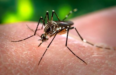 Le Brésil et la Guyane confrontés à une épidémie de dengue historique