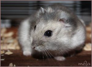 Hamster russe : Bidule