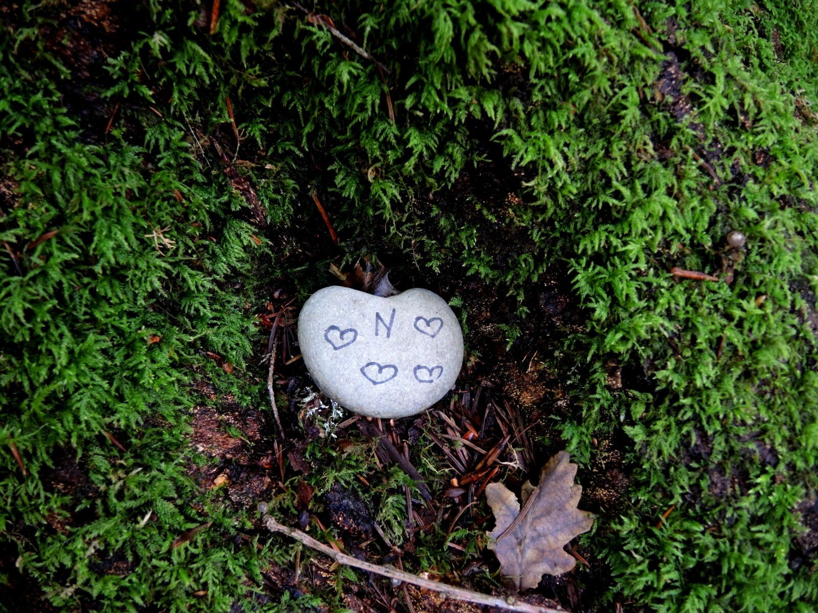 Corancy, fontaine du frêne, tronc, caillou (58)