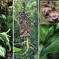 Epipactis pourpre noirâtre (Orchidacées)