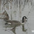 Meung-sur-Loire-"Cygnes"-la-montée-de-la-Loire