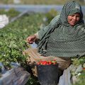 Récolte sous le feu des balles : être agricultrice à Gaza