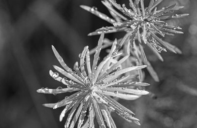 Promenade hivernale Provence ( 2ème proposition)