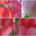 Un bouquet de tulipes