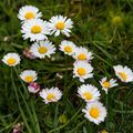 Marguerite et pâquerette, deux plantes comestibles