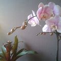 Phalaenopsis - Orchidée papillon