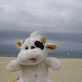 babycow blog!!!