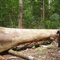 Travail en forêt (2)