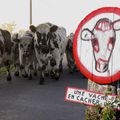 une vache peut en cacher une autre