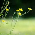 Petite marguerite (jaune)