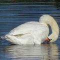 Cygne Tuberculé