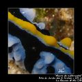 Nudibranche 07