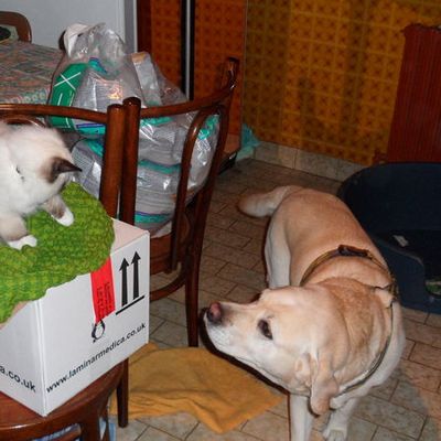 Rencontre avec les animaux de la famille !