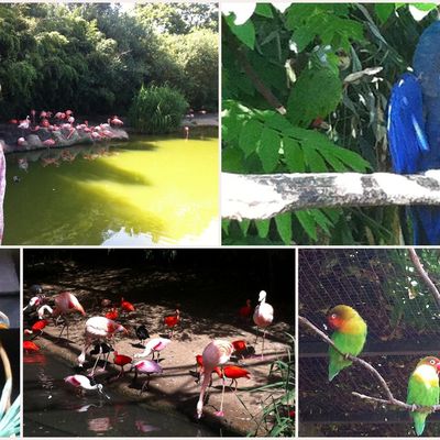 petite sortie au parc des oiseaux au mois de juin