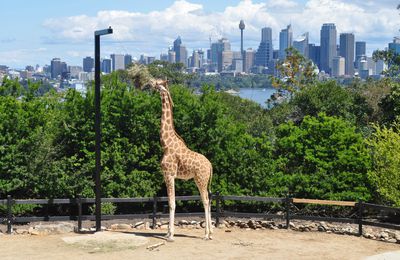 Taronga Zoo