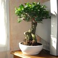 Ficus Ginseng