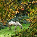 Vallon des Charmettes en Automne