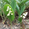 bon 1er mai à vous tous!