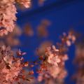 cerisiers de nuit ~                        sakura bleu ou le crime de la beaute