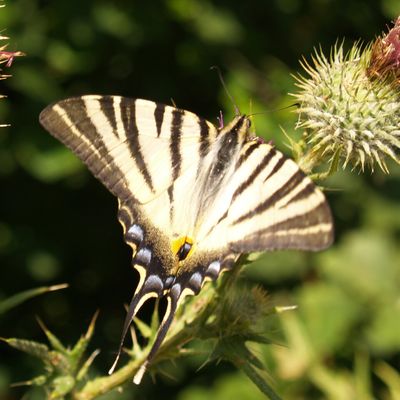 Beau temps pour les papillons...!