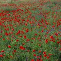 Gentil coquelicot mesdames....