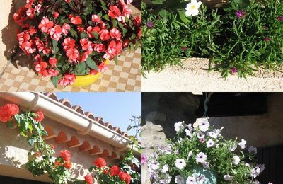 Mes plantes et fleurs...