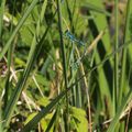 Macro Accouplement Agrion (Libellule)