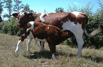 La vache rouge des prés. AOC Maine-Anjou. En 1830.