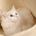 chat blanc sac blac