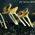 オリーブサカズキタケ Omphale des bois olivâtre 