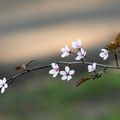 Au printemps , on est un peu fou..