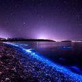 En Tasmanie, ces vagues bleues et bioluminescentes sont aussi belles qu’inquiétantes