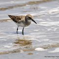 Bécasseau à croupion blanc (Calidris fuscicollis)