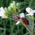  Eurydema ornata (Pentatomidae)