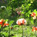 papaver et lathyrus