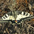 La Machaon et sa chenille