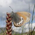 Coenonympha gardetta