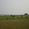 Vaches normandes -photo prise entre la Pointe du