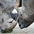 Rhino féroces