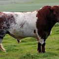 Beef Shorthorn